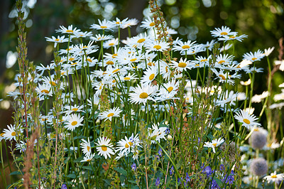 Buy stock photo Daisy, blossom or flowers growing in field outdoor environment for digestive medicine, nectar or pollen. Garden, natural chamomile or bellis perennis plants blooming outside in nature, park or spring