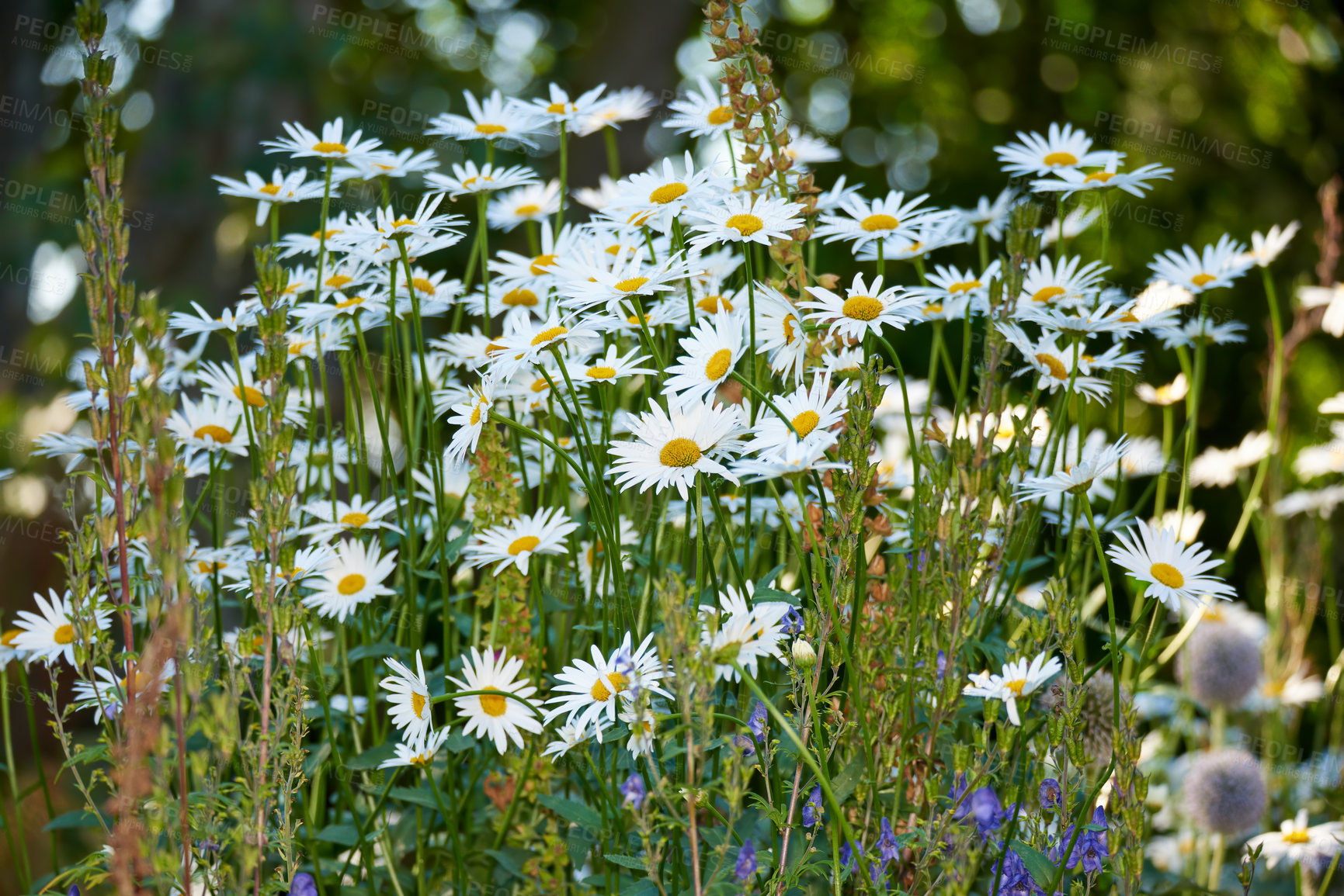 Buy stock photo Daisy, blossom or flowers growing in field outdoor environment for digestive medicine, nectar or pollen. Garden, natural chamomile or bellis perennis plants blooming outside in nature, park or spring