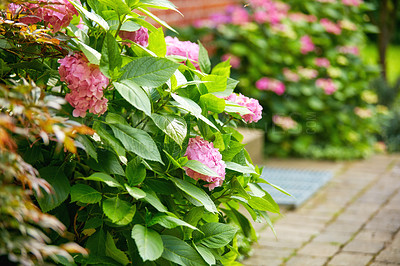 Buy stock photo A photo of the garden in late summer