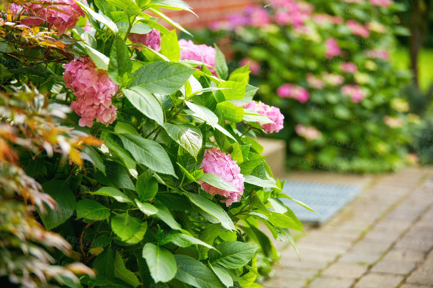 Buy stock photo A photo of the garden in late summer