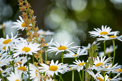 Buy stock photo Daisy, insect or flowers growing in field outdoor environment for digestive medicine, nectar or pollen. Garden, natural chamomile or bellis perennis plants blooming outside in nature, park or spring