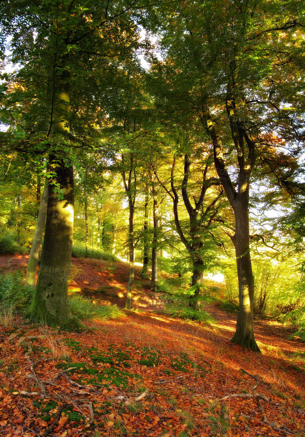 Buy stock photo Forest, nature and green trees on hill with outdoor environment for countryside in autumn. Ecology, landscape and floor of woods on calm morning with sustainability for climate change development