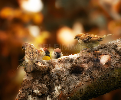 Buy stock photo Forest, tree and birds with nest for food, eating or breeding in natural habitat, autumn season or nature. Closeup or family of animals, creatures or flock of feathers on bark, wood or outdoor log