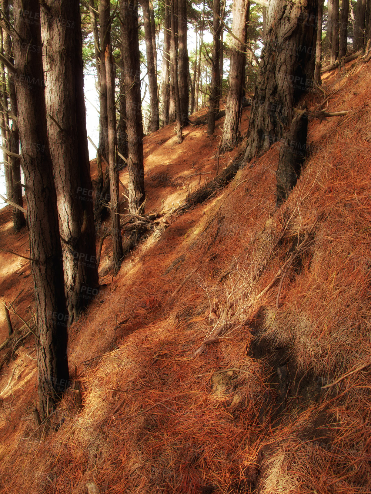 Buy stock photo Forest and landscape in the colors of autumn