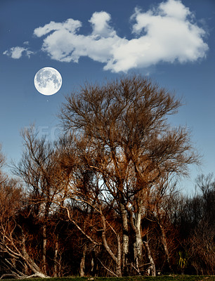 Buy stock photo Moon, nature and trees in woods on blue sky with outdoor environment for countryside travel. Peace, landscape and forest on calm morning with sustainability for climate change development in winter