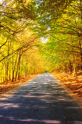 Buy stock photo Road, nature and autumn trees in forest with outdoor environment for countryside travel. Path, landscape and woods on calm morning with sustainability for climate change development in natural park