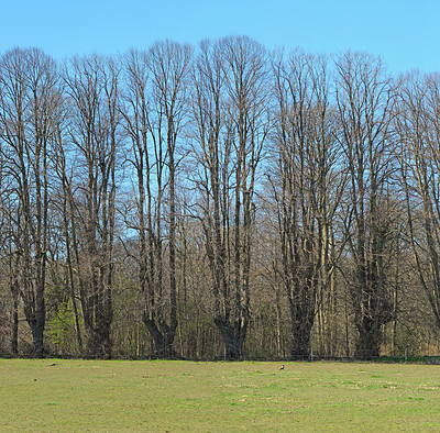 Buy stock photo Field, nature and path of trees on blue sky with outdoor environment for countryside travel. Green, landscape and forest on grass for calm morning with sustainability for climate change development