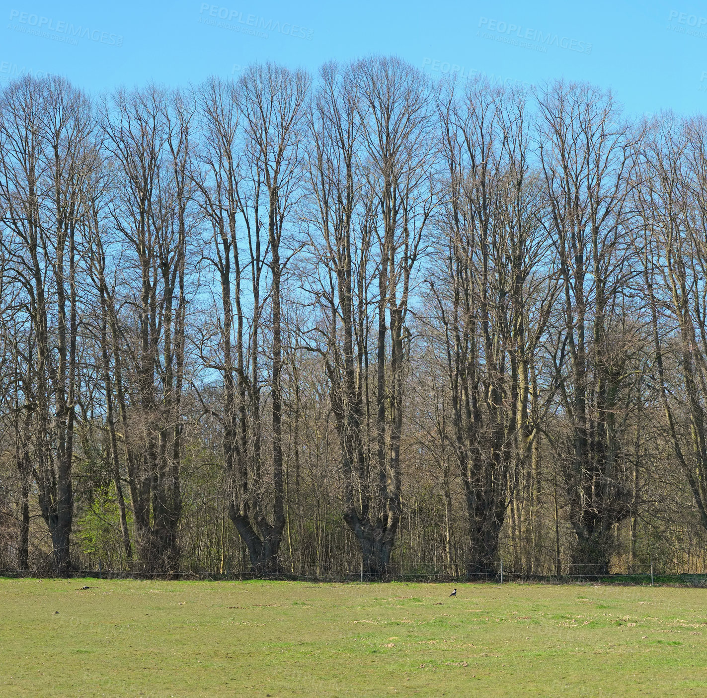 Buy stock photo Field, nature and path of trees on blue sky with outdoor environment for countryside travel. Green, landscape and forest on grass for calm morning with sustainability for climate change development