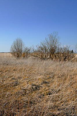 Buy stock photo Blue sky, landscape and trees with bush in field with mockup space, countryside and travel location. Natural environment, ecology and wilderness for adventure, holiday destination and sustainability