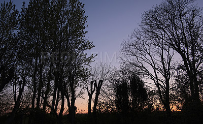 Buy stock photo Sunrise, forest and silhouette of trees in nature with ecosystem, field and travel location. Natural environment, ecology and woods in countryside for adventure, holiday destination or sustainability