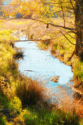 Buy stock photo Nature, trees and woods with river in autumn for eco friendly, environment and sustainability of earth. Forest, leaves and water with green plants at countryside for ecology, foliage and stream