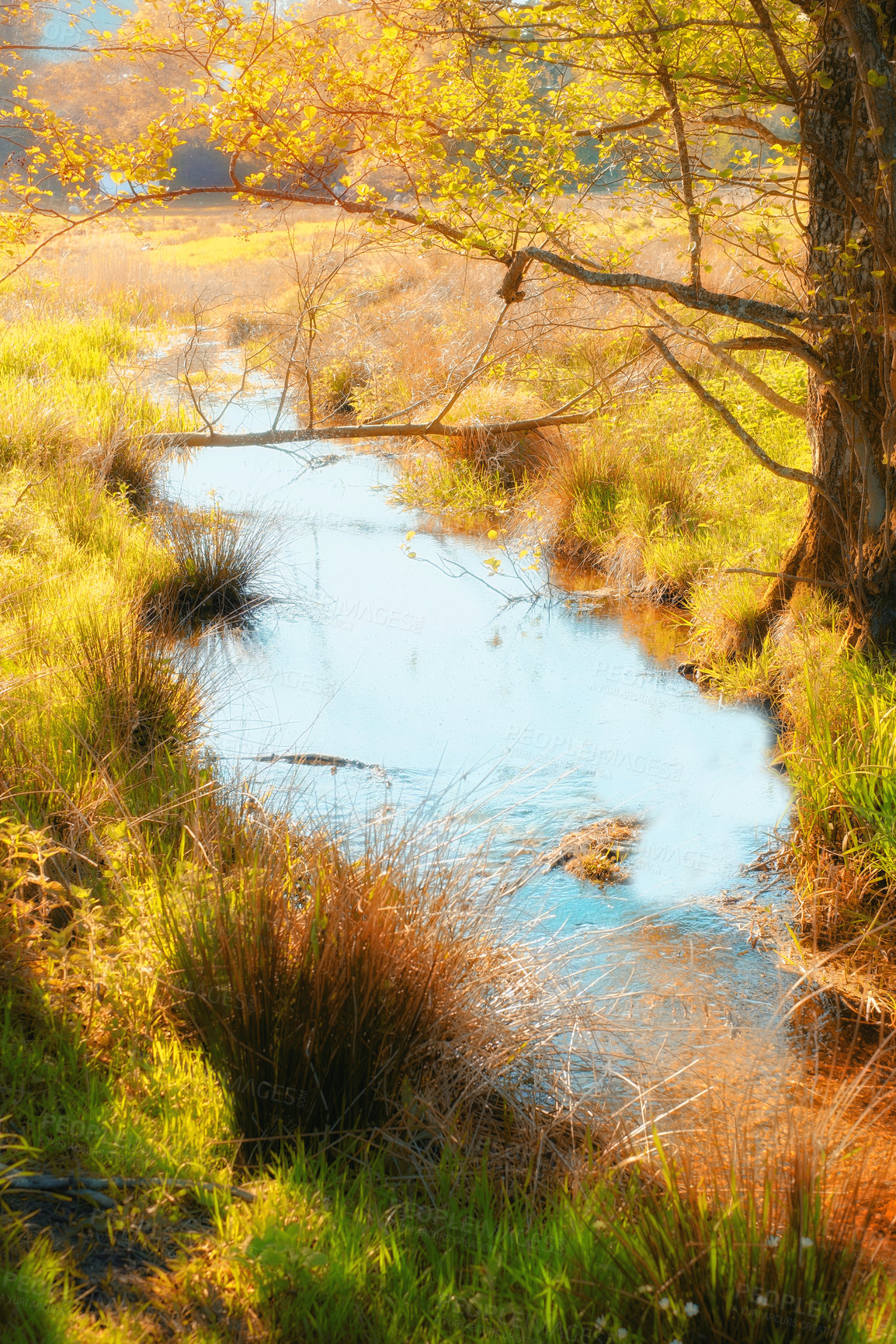 Buy stock photo Nature, trees and woods with river in autumn for eco friendly, environment and sustainability of earth. Forest, leaves and water with green plants at countryside for ecology, foliage and stream