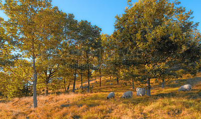 Buy stock photo Grass, nature and sheep in trees on blue sky with outdoor environment for countryside travel. Animals, landscape and forest on agro field for calm morning with sustainability for rural climate change