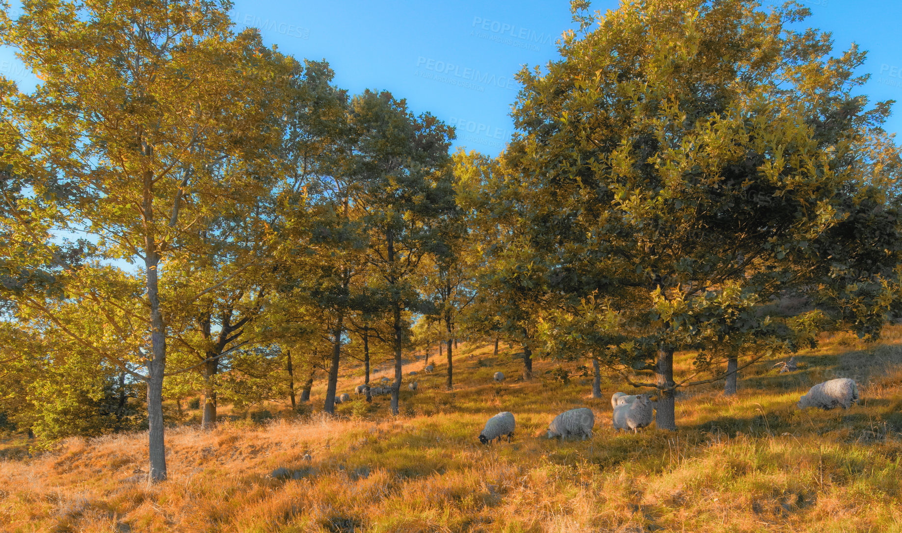 Buy stock photo Grass, nature and sheep in trees on blue sky with outdoor environment for countryside travel. Animals, landscape and forest on agro field for calm morning with sustainability for rural climate change