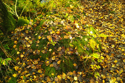 Buy stock photo Forest and landscape in the colors of autumn