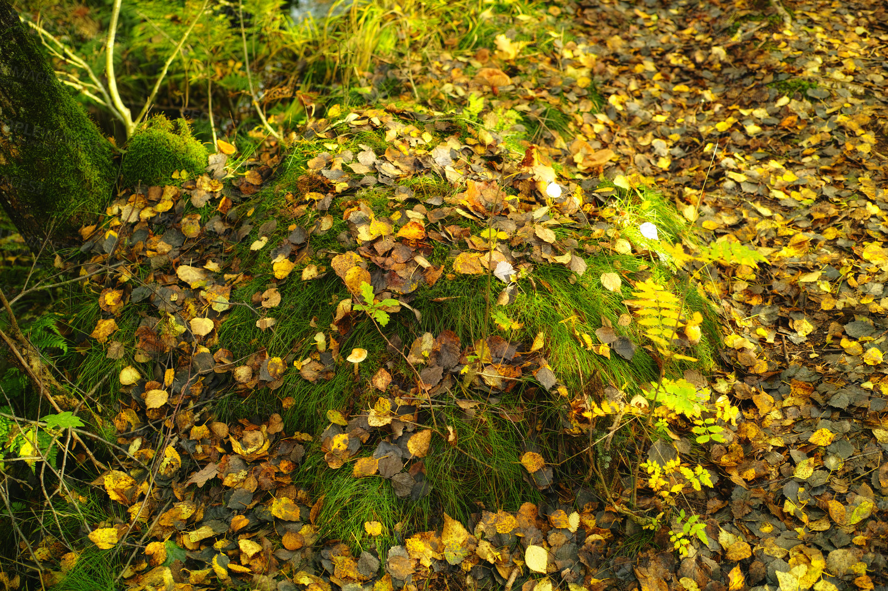 Buy stock photo Forest and landscape in the colors of autumn