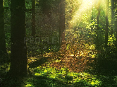 Buy stock photo Woods, nature and lush trees on ground with outdoor environment for countryside sustainability. Green moss, landscape and forest floor on calm morning with conservation, ecology and natural sunshine