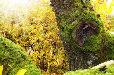 Buy stock photo Tree, moss and forest landscape in nature with branch, growth and ecosystem with lens flare. Tropical, jungle environment and natural background with plants, leaves and sustainability with sunlight