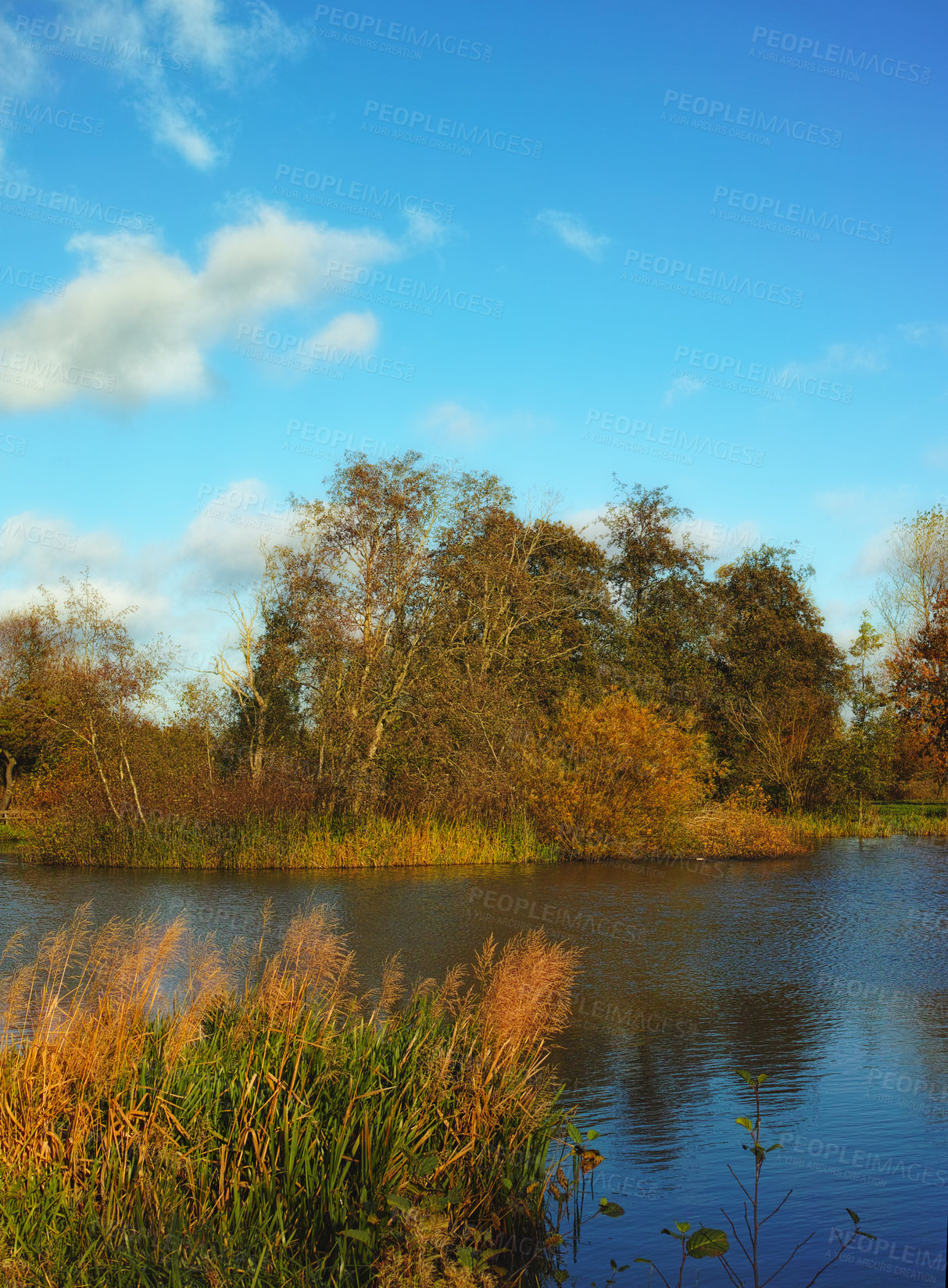 Buy stock photo River, nature and trees on blue sky with outdoor environment for countryside travel on water. Green, landscape and forest on lake for calm morning with sustainability for climate change development