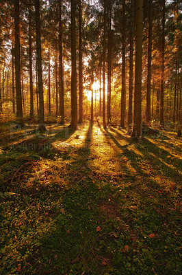 Buy stock photo Forest, trees and grass field with sunset in wilderness for season or change in natural environment. View of woods, sunshine and shadows with bushes, plants or shade of peaceful or serene nature