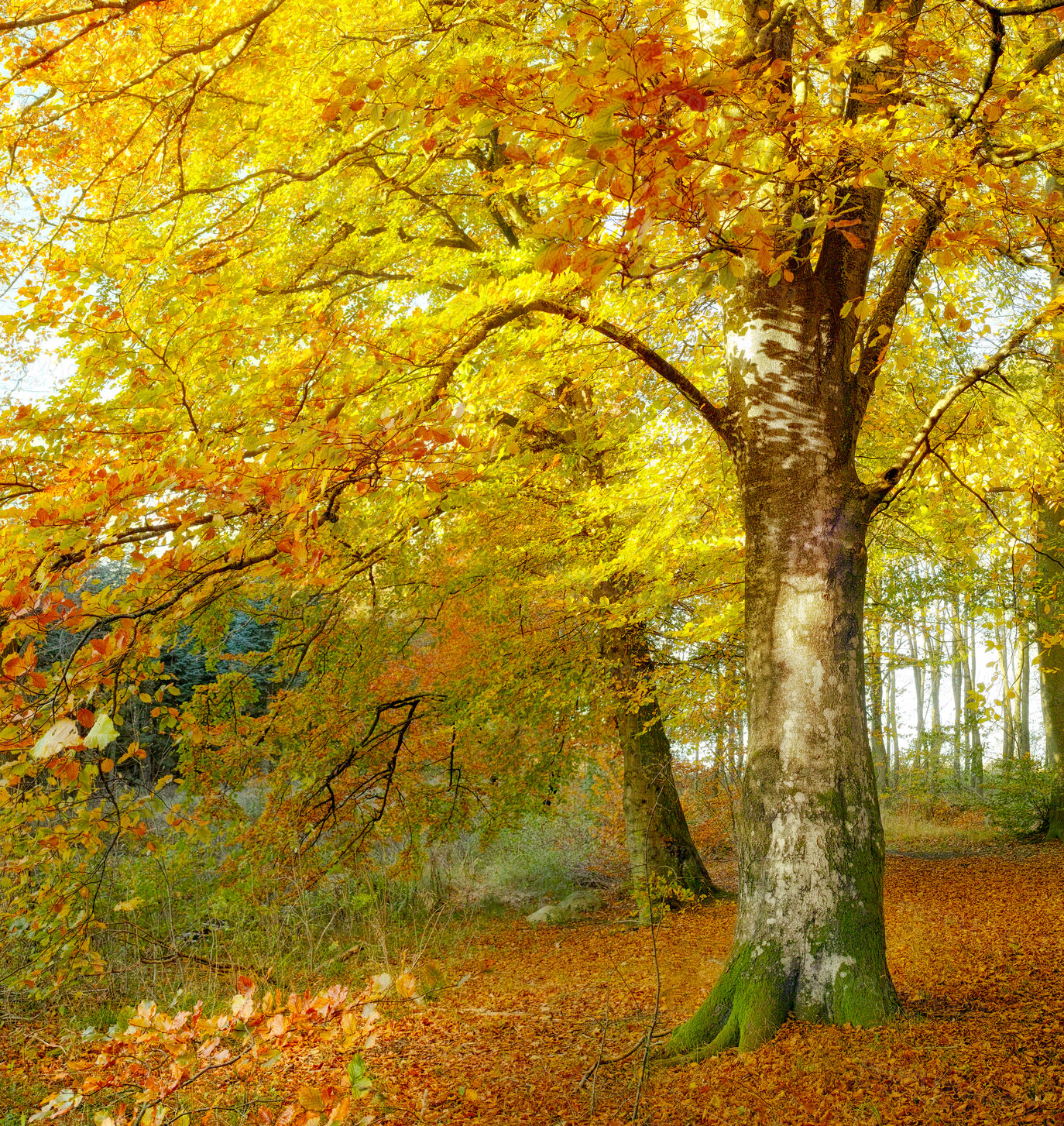 Buy stock photo Woods, nature and autumn tree on ground with outdoor environment for countryside sustainability. Green, landscape and forest floor on calm morning with conservation, ecology and lush natural park