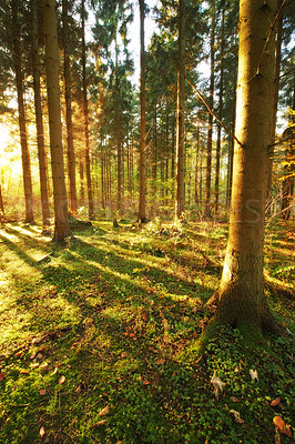 Buy stock photo Forest, trees and grass field with sunshine in wilderness for season or change in natural environment. View of woods, sun light and shadows with bushes, plants or shade of peaceful or serene nature