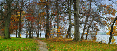 Buy stock photo Woods, nature and trees on path at lake with outdoor environment for countryside sustainability. River, landscape and forest floor on calm morning with conservation, ecology and lush natural park