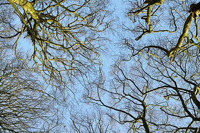 Buy stock photo Low angle, forest and trees in nature with blue sky for sustainability, ecology and branches in wilderness. Natural environment, plants or leaves in countryside for growth and eco friendly background