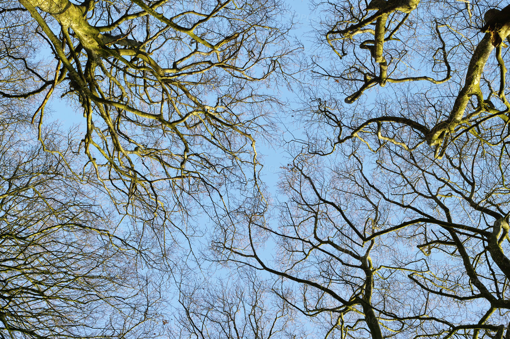 Buy stock photo Low angle, forest and trees in nature with blue sky for sustainability, ecology and branches in wilderness. Natural environment, plants or leaves in countryside for growth and eco friendly background