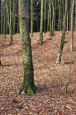 Buy stock photo Forest, trees and leaves with autumn season in wilderness, change in natural environment. View of woods with fallen branches or twigs of foliage or shed for growth in peaceful or serene nature