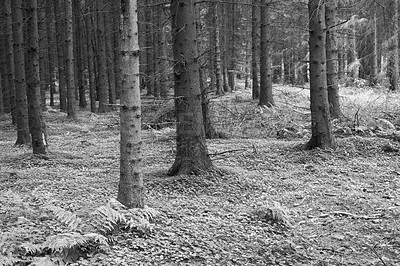 Buy stock photo Monochrome, forest and nature with trees in winter for eco friendly, environment and sustainability. Earth, plants and leaves with foliage in woods for ecology, background and growth at countryside