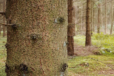 Buy stock photo Woods, nature and trunk of tree on ground with outdoor environment for countryside sustainability. Green, landscape and forest floor on calm morning with conservation, ecology and lush natural park