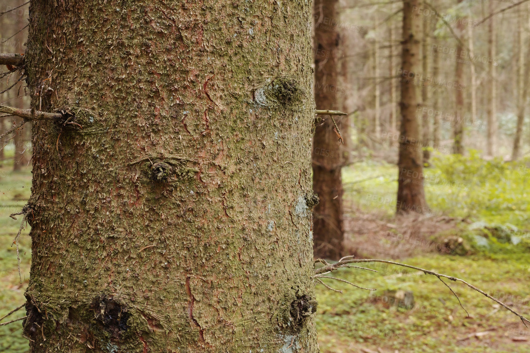 Buy stock photo Woods, nature and trunk of tree on ground with outdoor environment for countryside sustainability. Green, landscape and forest floor on calm morning with conservation, ecology and lush natural park