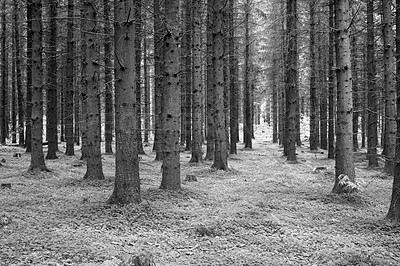 Buy stock photo Monochrome, woods and nature with trees in winter for eco friendly, environment and sustainability. Earth, leaves and plants with foliage in forest for ecology, background and growth at countryside