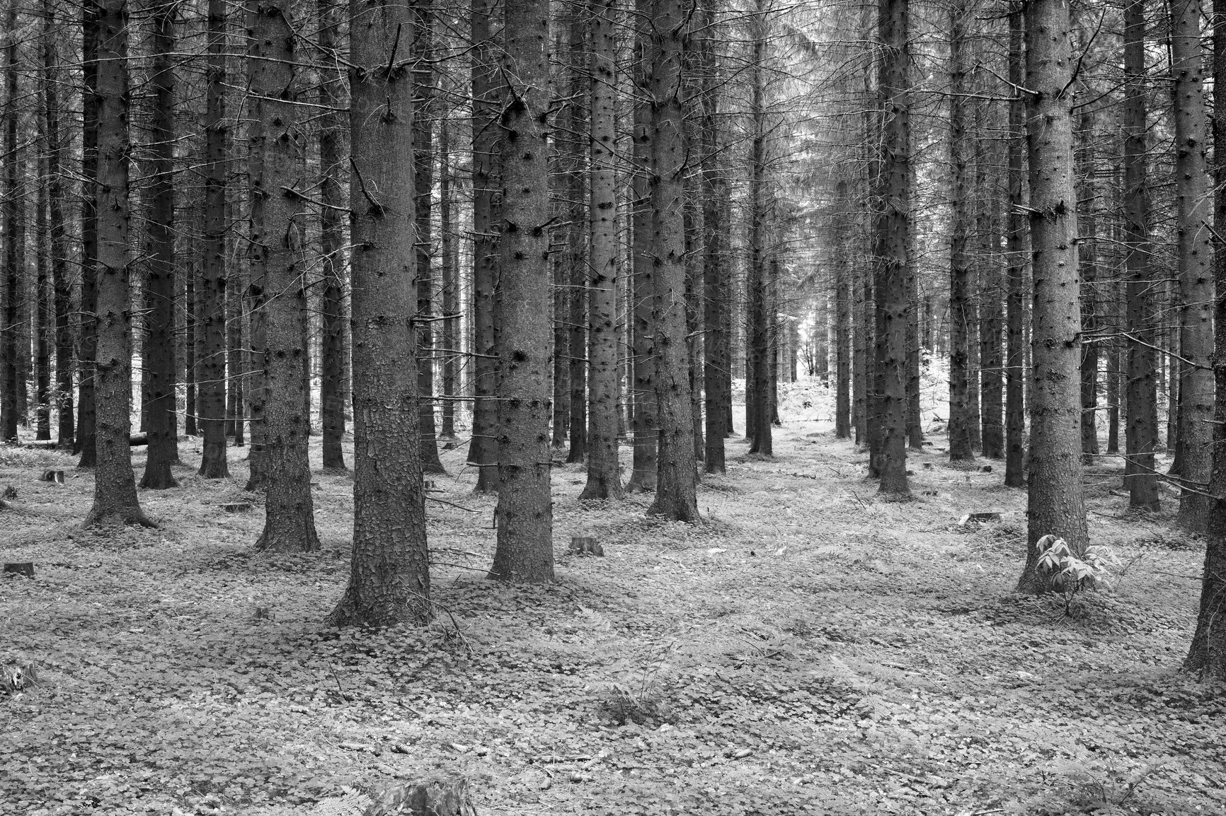 Buy stock photo Monochrome, woods and nature with trees in winter for eco friendly, environment and sustainability. Earth, leaves and plants with foliage in forest for ecology, background and growth at countryside