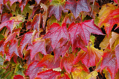 Buy stock photo Nature, landscape and leaf on tree in autumn forest for environment, ecosystem and ecology. Natural background, season change and plant in woods for terrain, foliage and red leaves in countryside