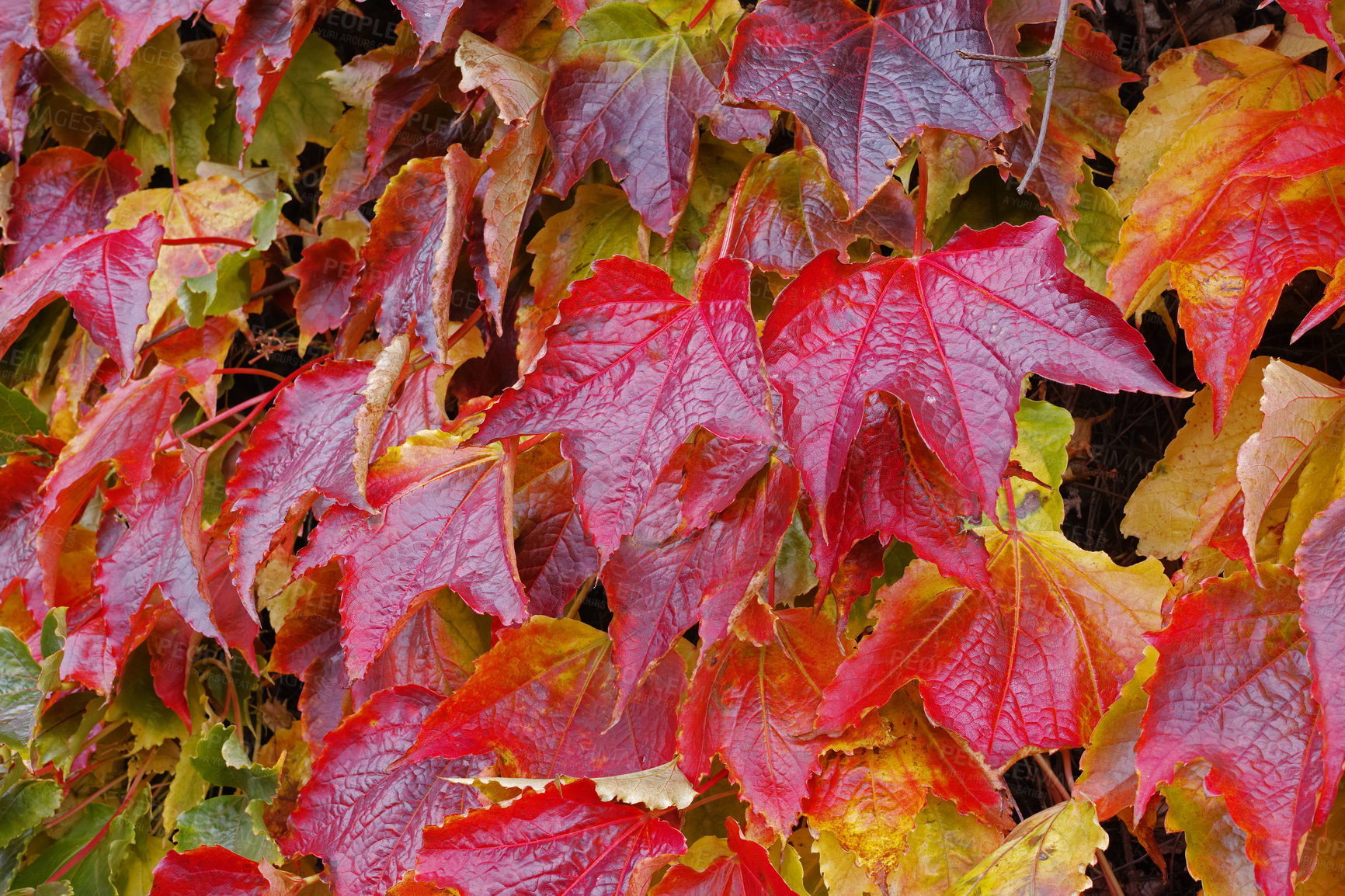 Buy stock photo Nature, landscape and leaf on tree in autumn forest for environment, ecosystem and ecology. Natural background, season change and plant in woods for terrain, foliage and red leaves in countryside