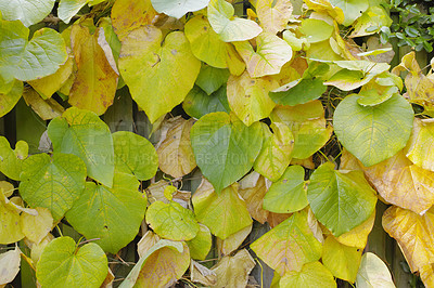 Buy stock photo Nature, green and bunch of leaves in autumn for environment, wallpaper and change of season. Background, plants and texture with foliage for eco friendly, sustainability and growth in ecology