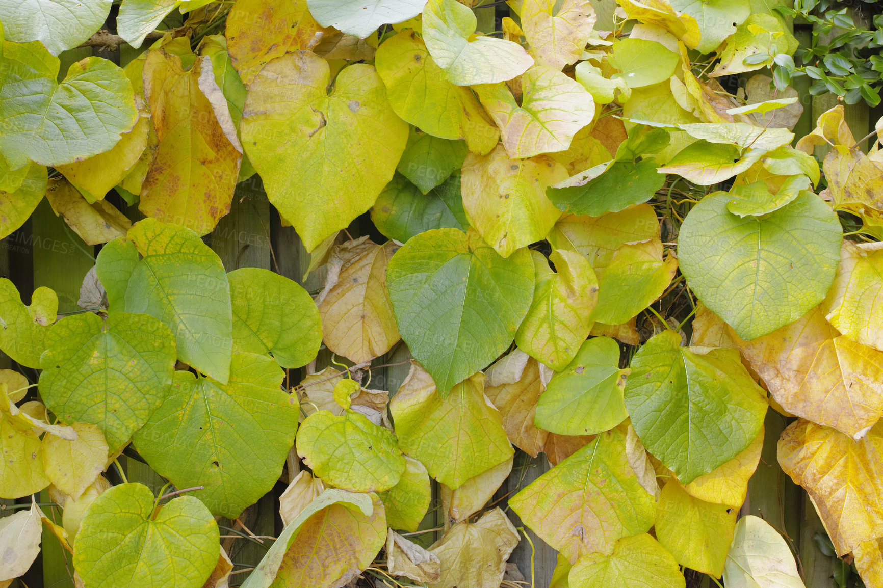 Buy stock photo Nature, green and bunch of leaves in autumn for environment, wallpaper and change of season. Background, plants and texture with foliage for eco friendly, sustainability and growth in ecology