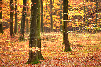 Buy stock photo Forest, trees and orange leaves with autumn season in wilderness, change or natural environment. View of woods with fallen branches or twigs of foliage or shed for growth in peaceful or serene nature