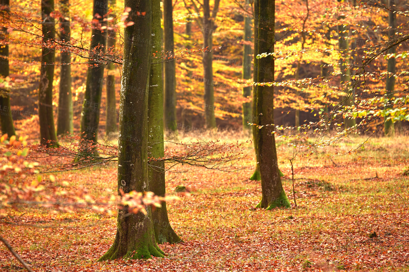 Buy stock photo Forest, trees and orange leaves with autumn season in wilderness, change or natural environment. View of woods with fallen branches or twigs of foliage or shed for growth in peaceful or serene nature