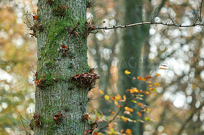 Buy stock photo Forest, nature and trunk of tree with leaves in outdoor environment for countryside sustainability. Green, landscape and woods on calm morning with conservation, ecology and plants in natural park