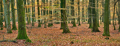 Buy stock photo Forest and landscape in the colors of autumn