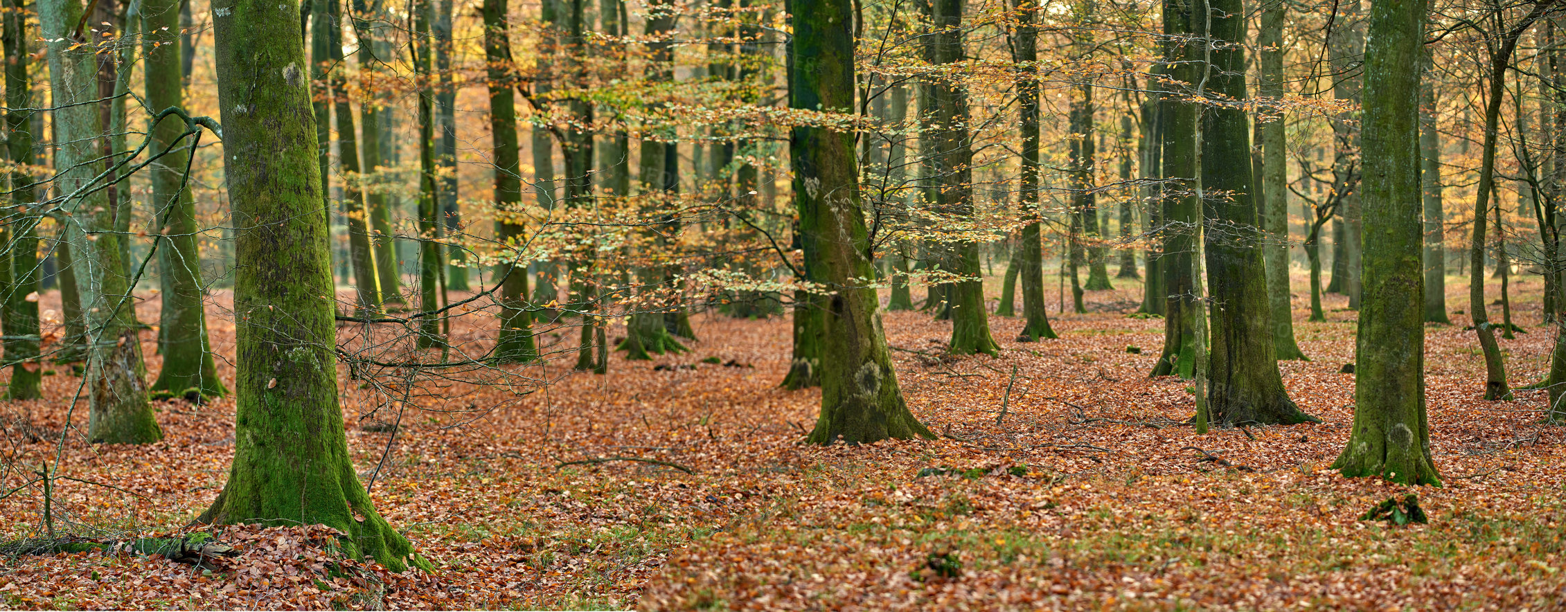 Buy stock photo Forest and landscape in the colors of autumn