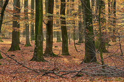 Buy stock photo Forest and landscape in the colors of autumn