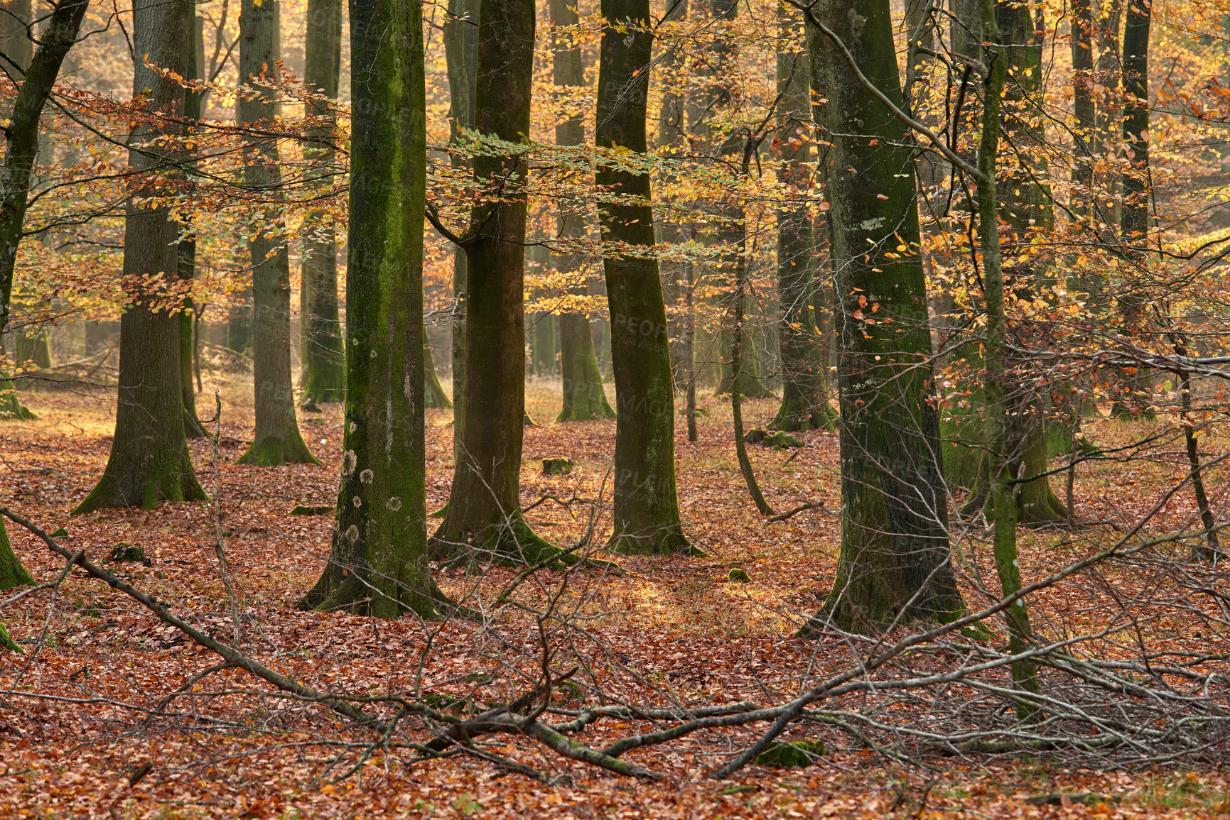 Buy stock photo Forest and landscape in the colors of autumn