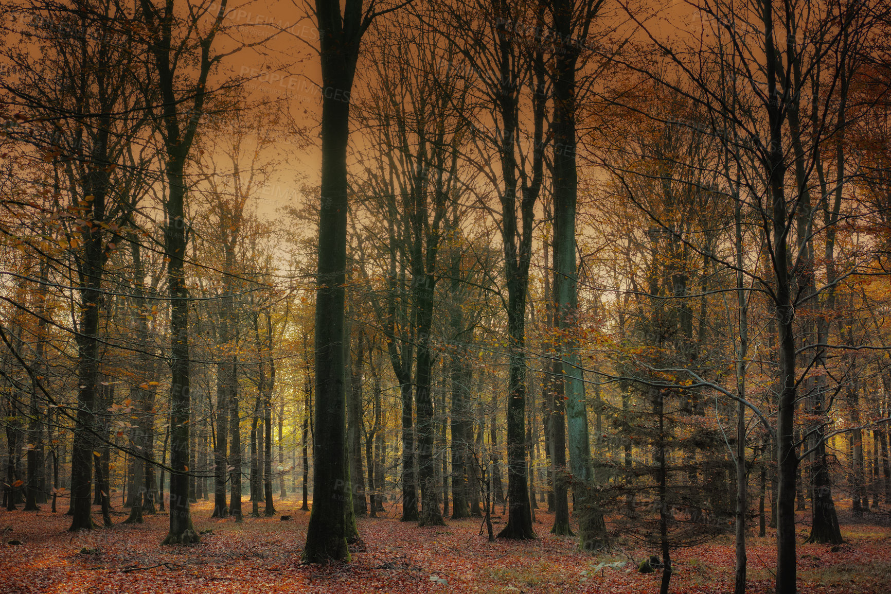 Buy stock photo Dark forest, trees and leaves with autumn season in wilderness, change or natural environment. View of woods with fallen branches or twigs of foliage or shed for growth in mysterious or serene nature