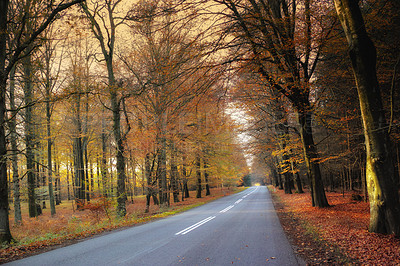 Buy stock photo Nature, landscape and road in forest in autumn for environment, ecosystem and ecology. Natural background, wallpaper and street in woods for terrain, traveling and scenic destination in countryside