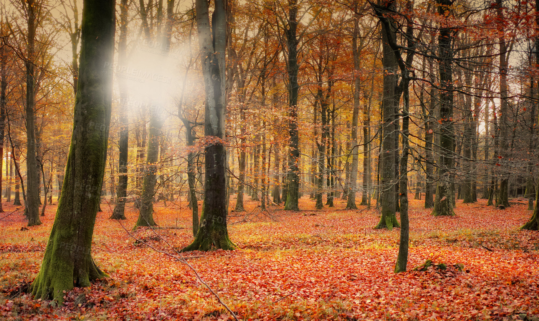 Buy stock photo Forest and landscape in the colors of autumn