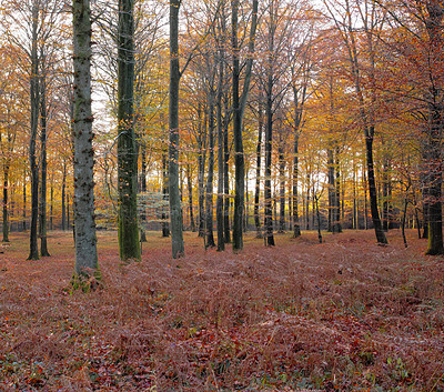 Buy stock photo Forest, trees and leaves with nature in autumn season, wilderness or change in natural environment. View of woods with fallen branches or twigs of foliage, shed or botany for growth or horticulture